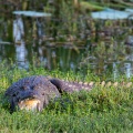 Crocodylus palustris (Crocodile des marais)