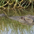 Crocodylus porosus (Crocodile marin)