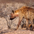 Crocuta crocuta (Hyène tachetée)