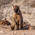 Crocuta crocuta (Hyène tachetée)