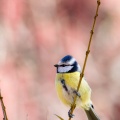 Cyanistes caeruleus