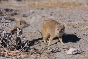 Cynictis penicillata (Mangouste jaune)