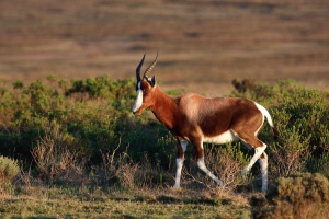 Damaliscus pygargus dorcas (Bontebok, Damalisque à front blanc)