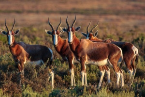 Damaliscus pygargus dorcas (Bontebok, Damalisque à front blanc)
