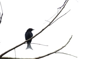 Dicrurus modestus