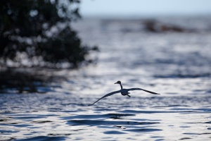 Egretta caerulea (Aigrette bleue)
