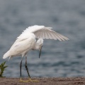 Egretta garzetta (Aigrette garzette)