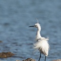 Egretta garzetta (Aigrette garzette)