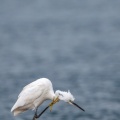Egretta garzetta (Aigrette garzette)