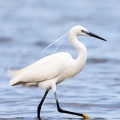 Egretta garzetta (Aigrette garzette)