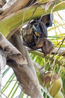 Eidolon helvum (Roussette paillée)