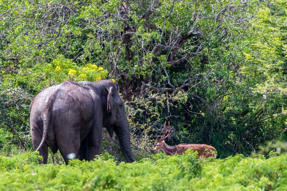elephas-maximus-sri-lanka-8DA76748-309D-496C-97BA-837E494E6D68.jpg
