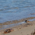 Emberiza schoeniclus (Bruant des roseaux)