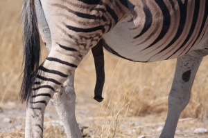 Equus quagga (Zèbre de plaine)