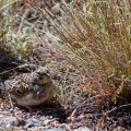 Eremophila alpestris (Alouette hausse-col)
