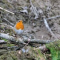 Erithacus rubecula