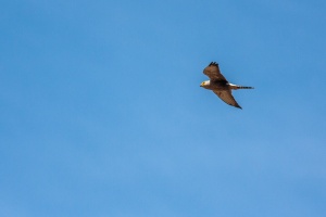 Falco dickinsoni (Faucon de Dickinson)