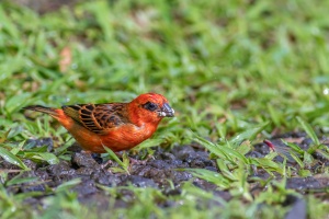 Foudia madagascariensis, Male