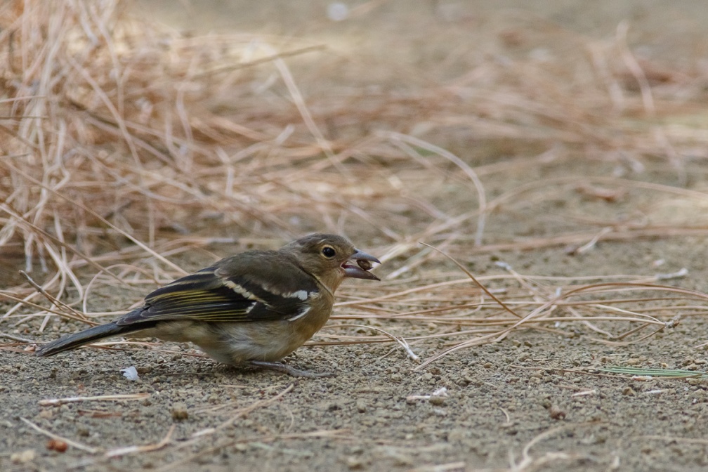 fringilla-coelebs-canaries-el-hierro-3E674B6E-1A6A-4D05-AEBE-750B4C4EBB4E.jpg