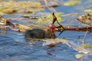 Fulica atra (Foulque macroule)