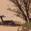 Gazella gazella (Gazelle des montagnes, Idmi)