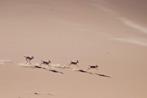 Gazella subguttrosa marica (Reem)