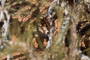 Gerbillus cheesmani (Gerbille de Cheesman)