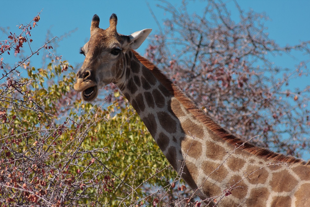 giraffa-camelopardalis-namibia-429092C1-82F1-4071-B957-0B489C56B1FA.jpg