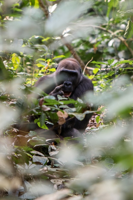 gorilla-gorilla-gabon-177F62EE-CBB0-4717-BF9E-404BCEC4F3F6.jpg
