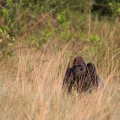 Gorilla gorilla (Gorille de plaine)