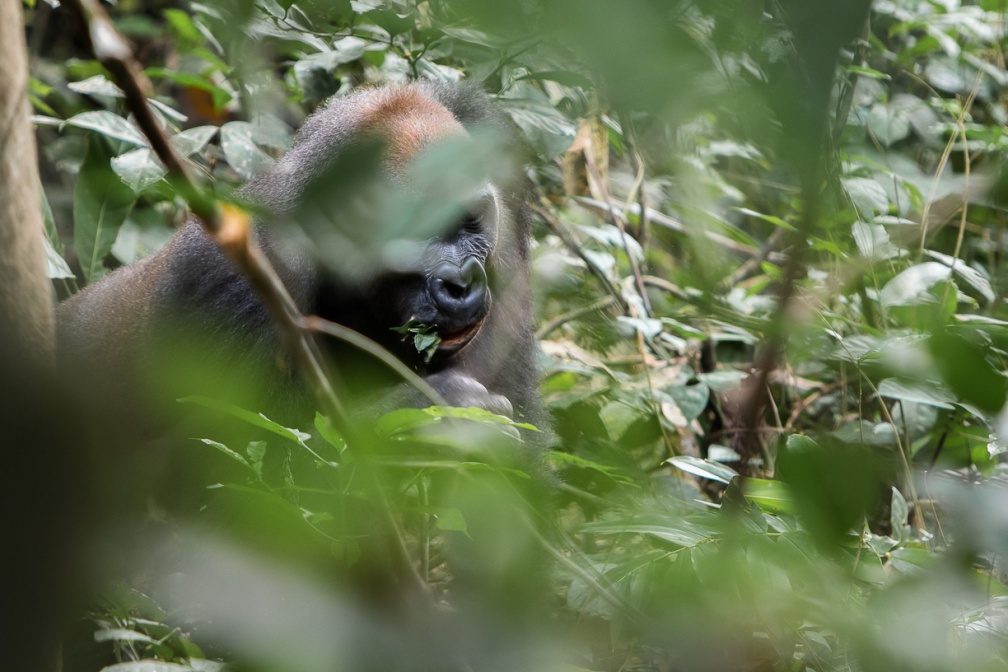 gorilla-gorilla-gabon-54CD7022-B312-4847-A835-E661FDE54B47.jpg