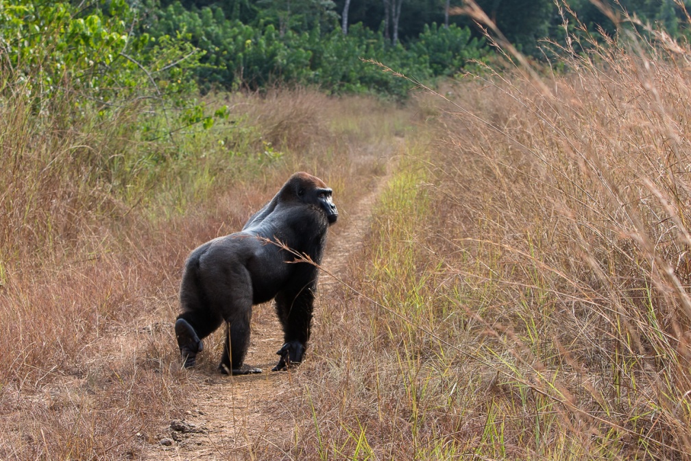 gorilla-gorilla-gabon-637A989E-014F-495F-838A-E112A12F823E.jpg