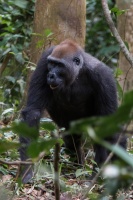 Gorilla gorilla (Gorille de plaine)
