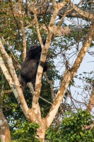 Gorilla gorilla (Gorille de plaine)