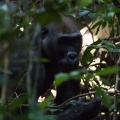 Gorilla gorilla (Gorille de plaine)