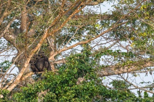 Gorilla gorilla (Gorille de plaine)