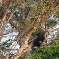 Gorilla gorilla (Gorille de plaine)