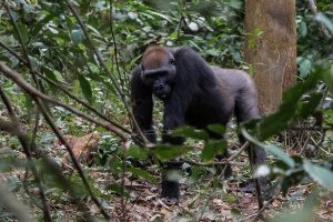 Gorilla gorilla (Gorille de plaine)