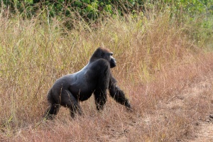 Gorilla gorilla (Gorille de plaine)