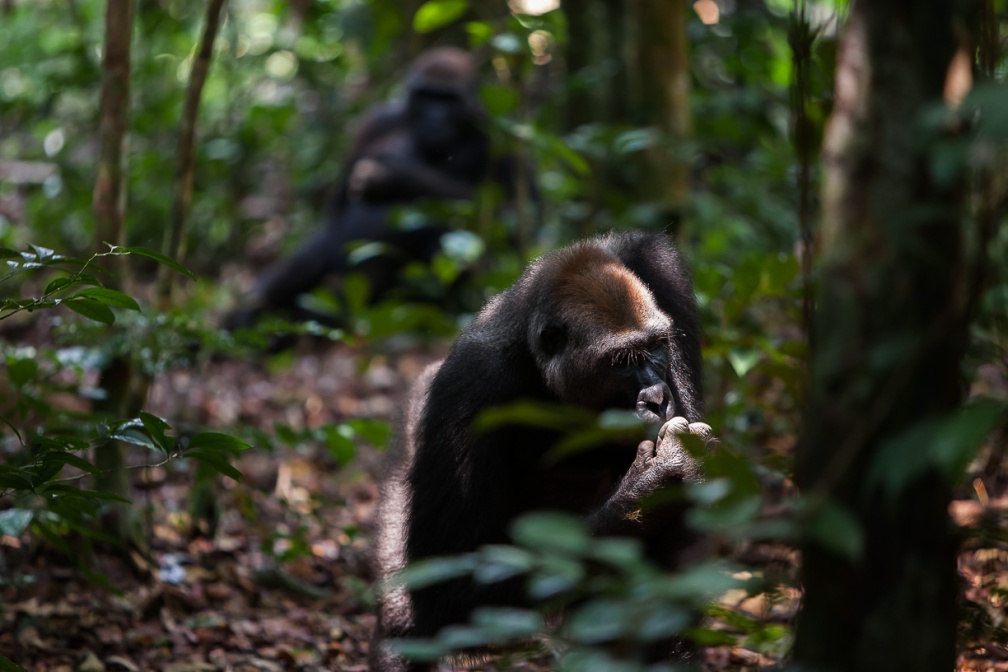 gorilla-gorilla-gabon-ECBDE626-28B5-405F-81F8-1821B93E5B71.jpg