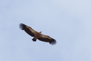 Gyps fulvus (Vautour fauve)
