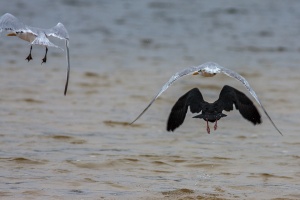 Haematopus moquini (Huitrier de Moquin), Thalasseus bergii (Ster
