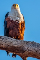 Haliaeetus vocifer (Pygargue vocifère)
