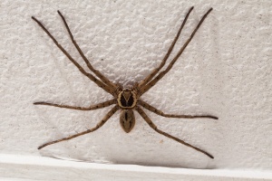 Heteropoda venatoria (Babouk)