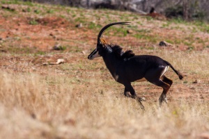 Hippotragus niger (Hippotrague noir)