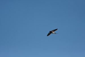 Hirundo abyssinica (Hirondelle striée)