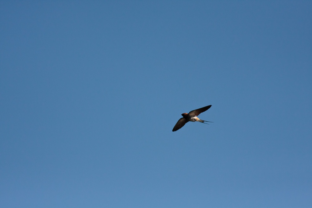 hirundo-abyssinica-botswana-31A1F12A-A3AD-42DE-9F54-5F5A433B4B84.jpg