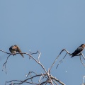 Hirundo tahitica
