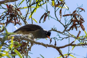 Hypsipetes borbonicus