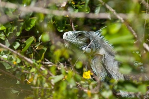 Iguana Iguana (Iguane vert américain)